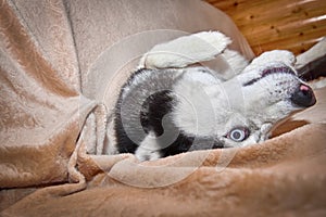 Husky dog is basking on the sofa, lying on his back with his eyes wide open. Funny Siberian husky dog indulges and