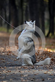 Husky dog begging for a treat sitting on its hind legs