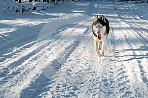 Husky dog black and white