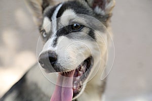 Husky dog with blue eye