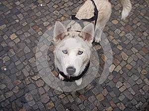 Husky Dog, Brandenburg Gate, Berlin