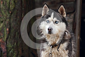 Husky dog breed.