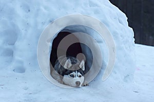 Husky dog breed peeps out of a snow cave, lies and guards the entrance