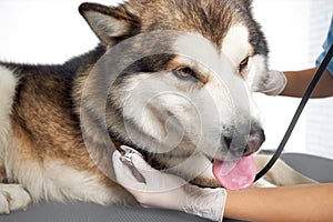Veterinarian examining a dog in clinic.