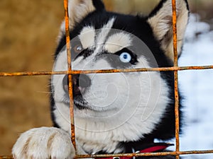 Husky Dog with different eyes. Black and white . Brown and blue eyes
