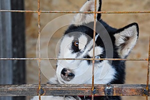 Husky Dog with different eyes. Black and white husky. Brown and blue eyes