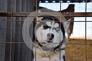 Husky Dog with different eyes. Black and white husky. Brown and blue eyes