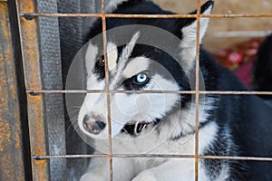 Husky Dog with different eyes. Black and white husky. Brown and blue eyes