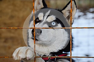 Husky Dog with different eyes. Black and white husky. Brown and blue eyes
