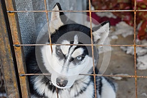 Husky Dog with different eyes. Black and white husky. Brown and blue eyes