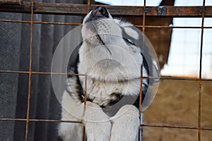 Husky Dog with different eyes. Black and white husky. Brown and blue eyes