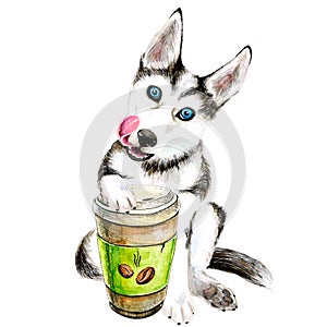 The Husky dog drinks coffee from a glass. cute puppy. Isolated on white background.
