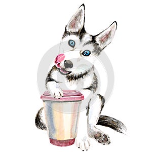 The Husky dog drinks coffee from a pink glass. cute puppy. Isolated