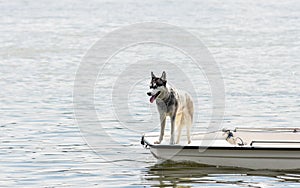 Der Hund auf der wenig ein Boot 