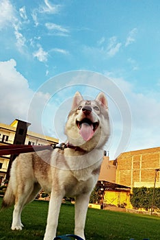 Husky dog enjoying and loving life