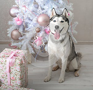 Husky dog gives a gift for Christmas