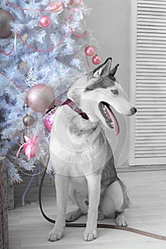 Husky dog gives a gift for Christmas