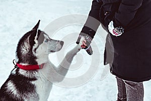 husky dog gives paw to his mistress on walking in the park in winter