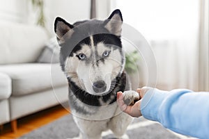 Husky Dog Giving Paw to Human