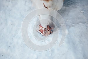 Husky dog gnawing bone. Siberian Husky red and white color