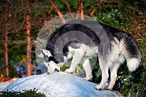 Husky dog gnaws on snow. Siberian husky eats snow on a walk in the sunny winter forest.