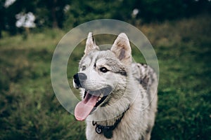 husky dog on a green background. Black nose close up