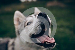 husky dog on a green background. Black nose close up