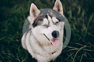 husky dog on a green background. Black nose close up