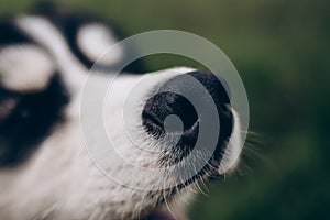 husky dog on a green background. Black nose close up