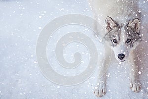 Husky dog grey and white colour with blue eyes in winter