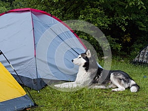 Husky dog guarding the masters tent photo