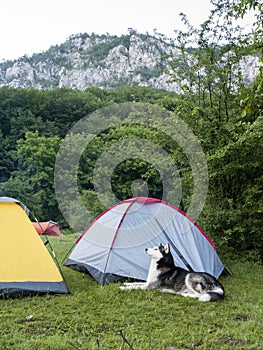 Husky dog guarding the masters tent