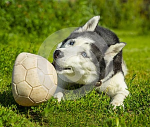 A husky dog has fun playing with a ball on the grass