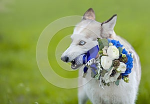 Husky dog holding wedding bouquet