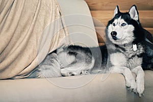 Husky dog imposing lies on the couch