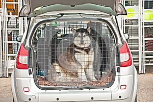 Husky dog inside car