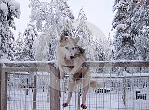 A husky dog in the kennel sits on a lattice fence, climbed up