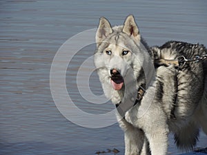 Husky photo