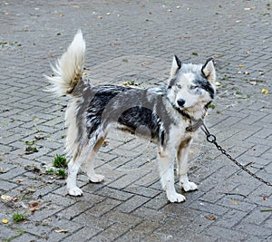 Husky dog on a leash