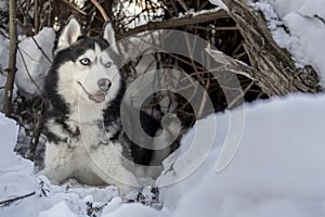 Husky dog lie on snow. Siberian husky dog with blue eyes in winter forest lurking in the lair.