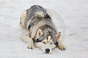 A Husky dog lies in the snow with a sad look. The concept of pets