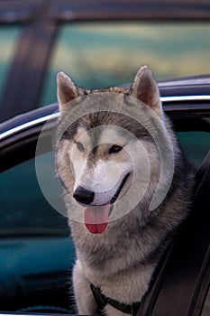 Husky dog looking out of a window car.