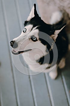 Husky dog looking to the side. The pitying look of a dog. Happy husky dog