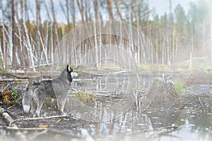 The husky dog looks out over the misty autumn swamp. Dog on an autumn hunt in the fog near the water.