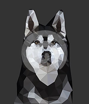 Husky Dog Low Poly