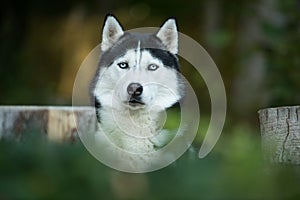 Husky dog lying in a forest