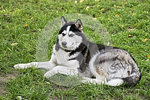 Husky dog lying on the grass. Blue-eyed purebred husky. House dog. Walk with a pet