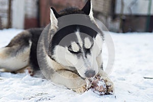 Husky dog lying on a ground outdoors and eating huge bone. Cute dog with a bone