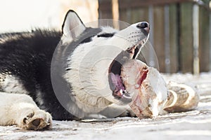 Husky dog lying on a ground outdoors and eating huge bone. Cute dog with a bone