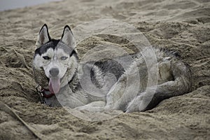 Husky dog lying in the hot sand